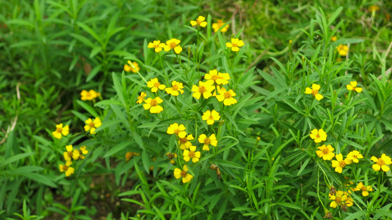 Mexican tarragon plants with narrow green leaves and yellow flowers