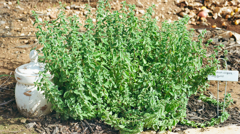 An oregano plant