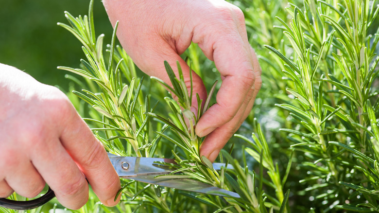 Hands cutting a stem from a rosemary plant