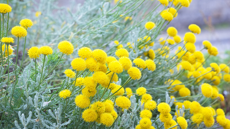 A santolina plant with silver foliage and yellow flowers