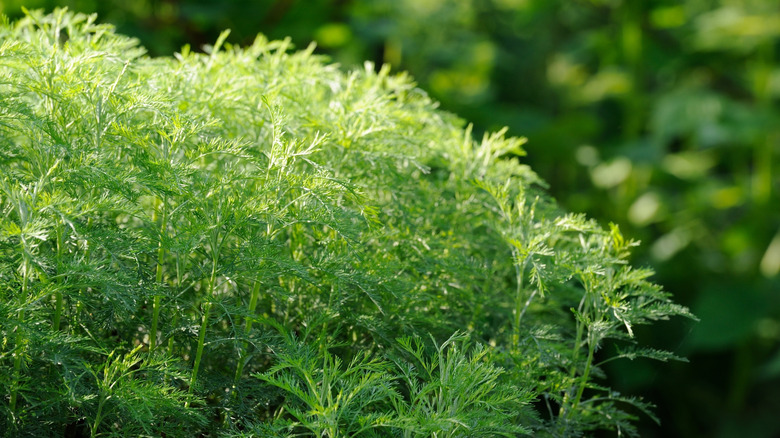 Wispy foliage of a Southernwood plant