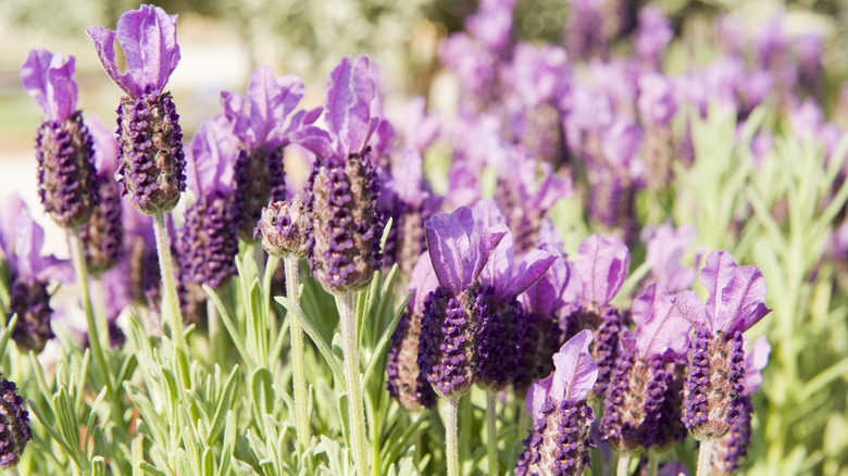 Purple blooms on a Spanish lavender plant