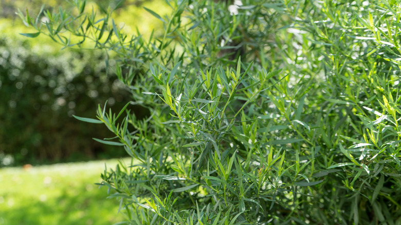 A Russian tarragon plant with narrow green leaves
