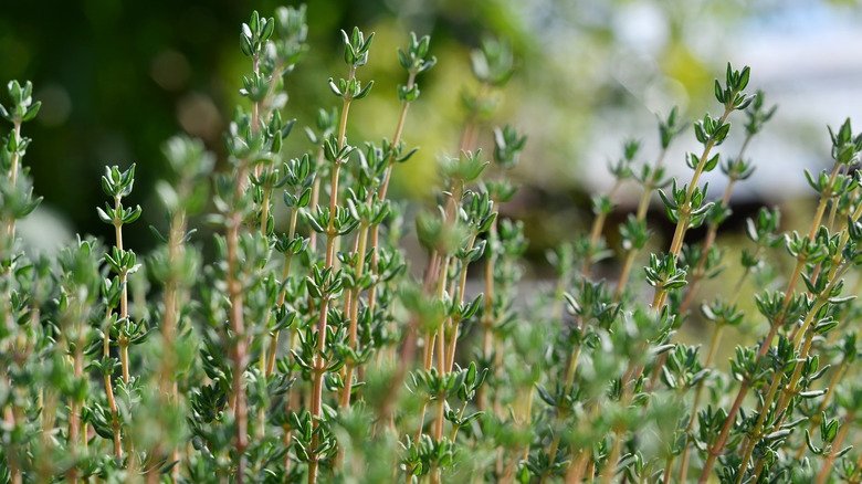 Stems of common thyme sparsely covered with small green leaves