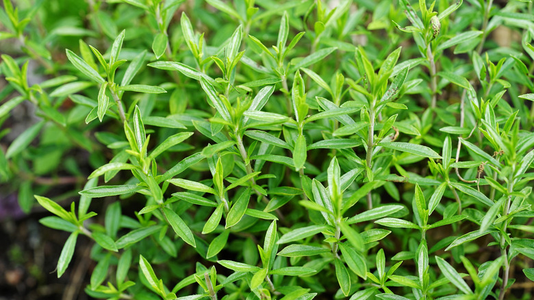 Winter savory plant with narrow, green leaves