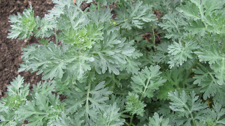 Silvery foliage of a wormwood plant