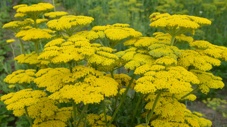 Yarrow plant with umbrella shaped, yellow flowers