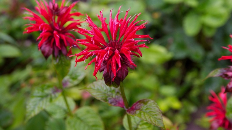 Close-up of a red bee balm flower
