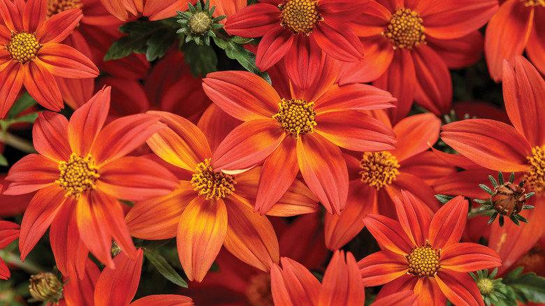 Close-up of red bidens 'Campfire Flame' flowers