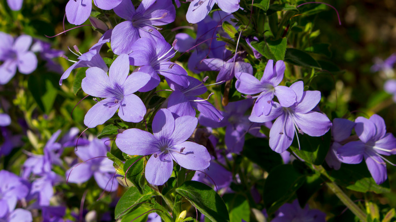 Close-up of a bush violet plant in bloom
