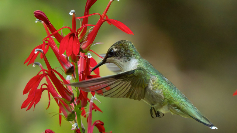 Hummingbird drinking out of a bright red cardinal flower