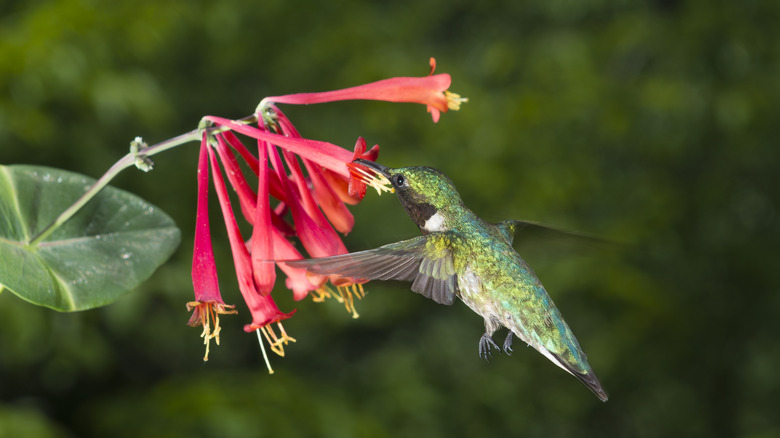 Close-up of hummingbird drinking out of coral honeysuckle flower