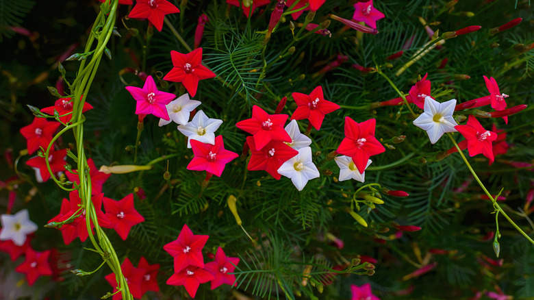 Red, white, and pink flowers blooming on cypress vine