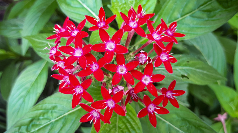 Close-up of red Egyptian starcluster