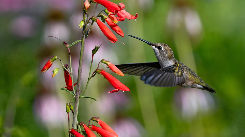 Hummingbird mid-flight about to drink nectar from fountainbush