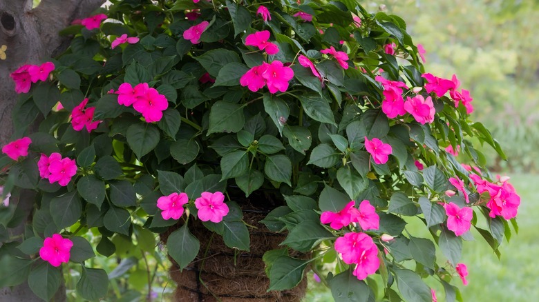 Pink impatiens growing in hanging basket