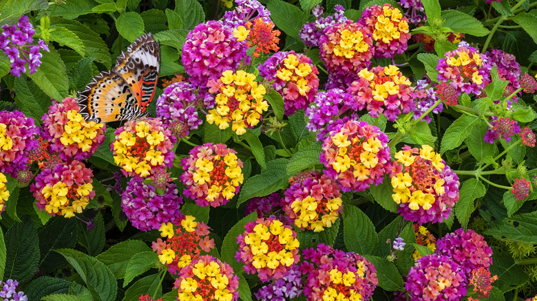 Butterfly drinking from yellow, pink, and purple latana flowers