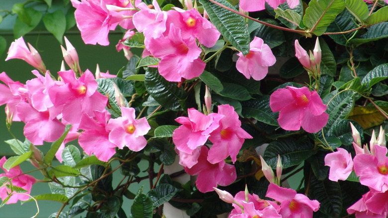 Close-up of pink mandevilla flowers in bloom