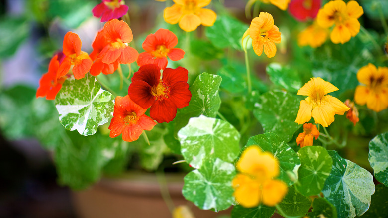 Yellow and red nasturtium growing in container