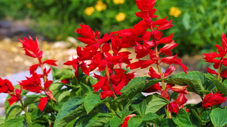 Close-up of scarlet sage flower spikes