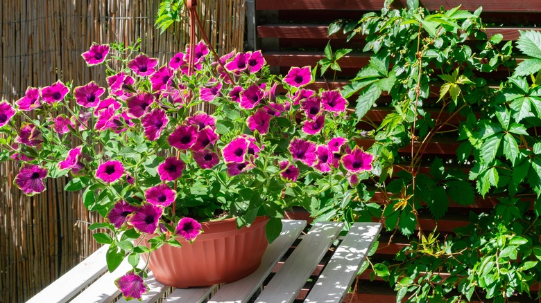 Supertunia Picasso in Purple hybrid in hanging basket on table