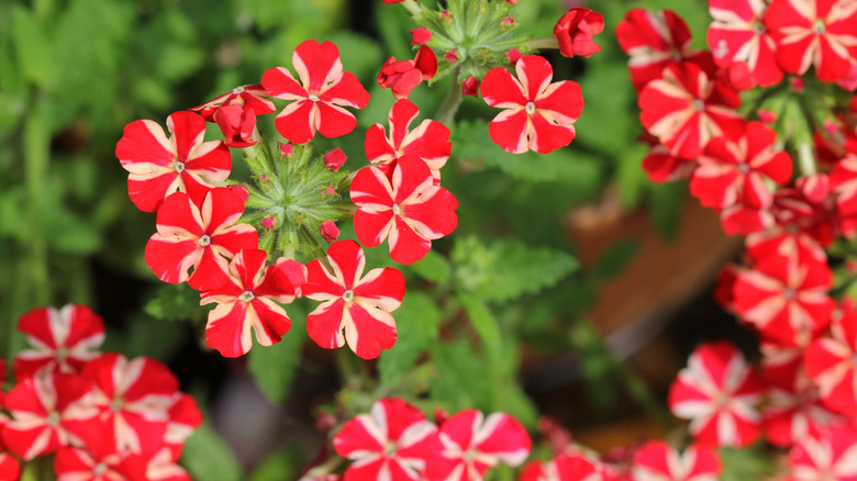 Close-up shot of red and white verbena flowers