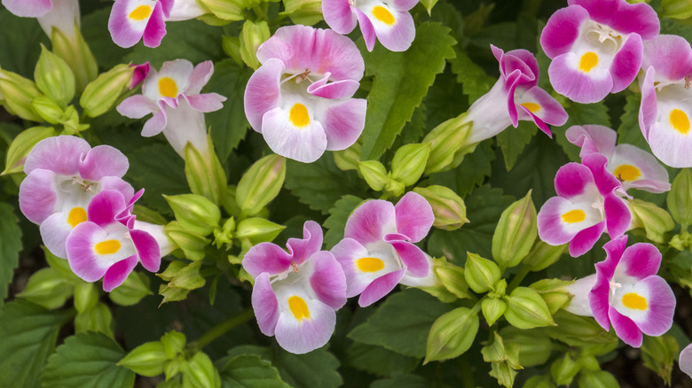 Close-up of pink wishbone flowers in bloom