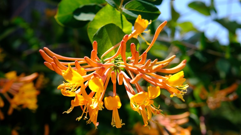 Yellow honeysuckle flowers in bloom