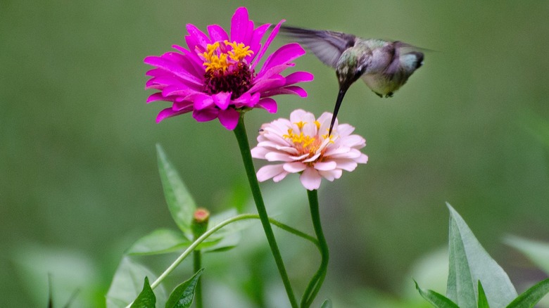 Close-up of a hummingbird drinking from a pink zinnia flower