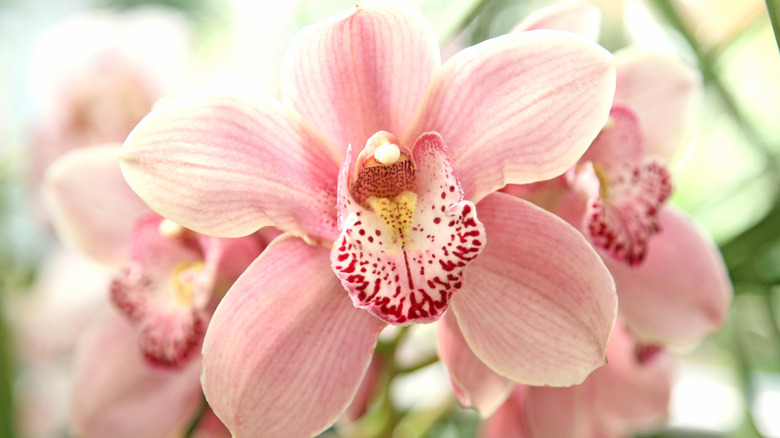 A pink flower of a boat orchid is pictured in a closeup photo