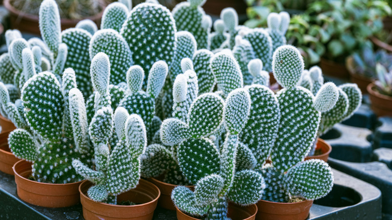 Bunny ears cactus plants sit in small plants on a tray in a plant nursery