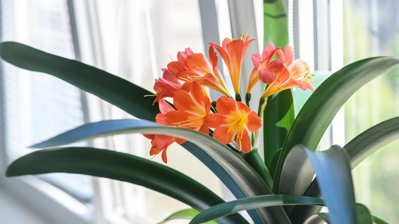 A bush lily grows indoors surrounded by light streaming in from a windowsill