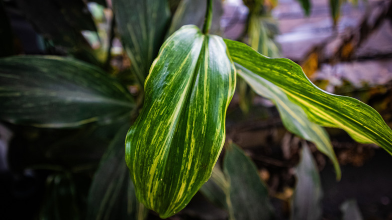 A closeup photo shows the variegated leaves of a cast iron plant