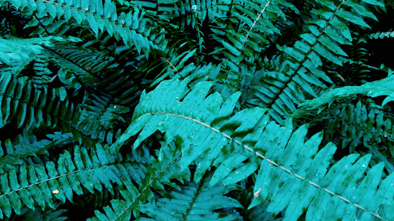 A closeup of a Christmas fern plant