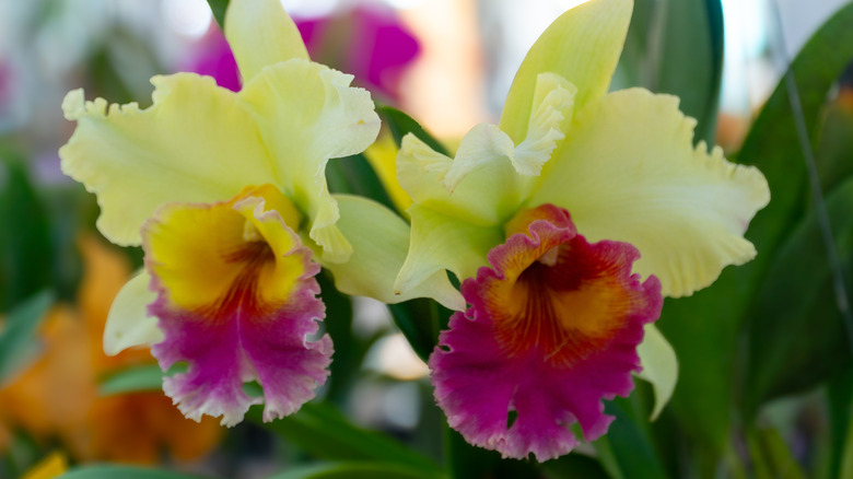The yellow flowers of a cattleya orchid are shown in a closeup photo with a blurred background