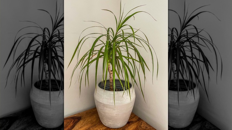 A dragon tree grows in a gray pot indoors