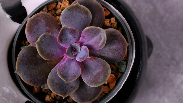 An echeveria plant with a purple-tinged rosette grows in a pot