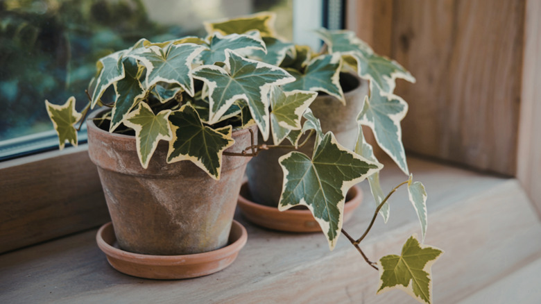 Two potted English ivy plants with variegated leaves sit on a windowill