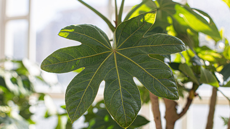 A Japanese aralia grows in front of a window indoors