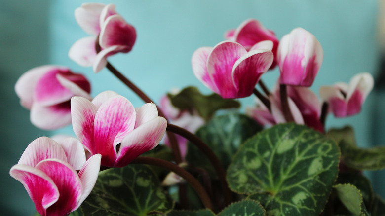 A closeup photo shows the leaves and pink blooms of a florist's cyclamen