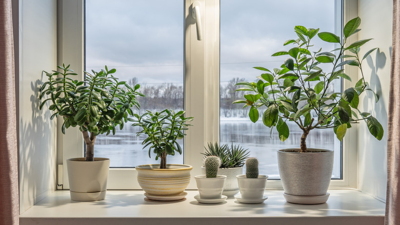 Various houseplants grow on a windowsill as a landscape with wintry weather can be seen on the window's other side