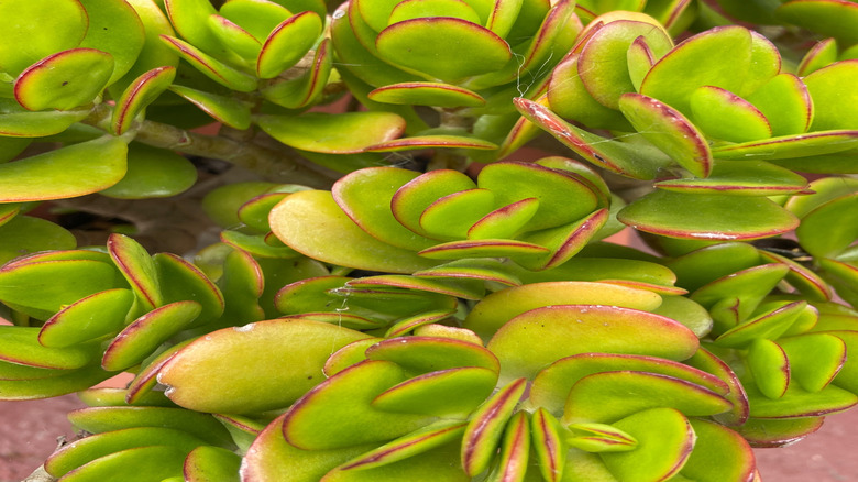 A jade plant's leaves show red rims in a closeup photo