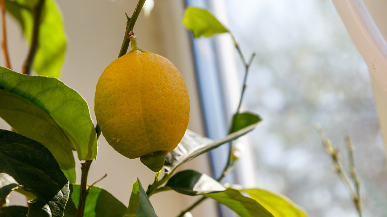 The leaves and fruit of a lemon tree are seen as the tree grows in an apartment windowsill