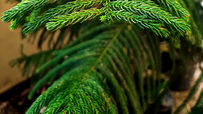 The branches of a Norfolk island pine are seen in a closeup photo