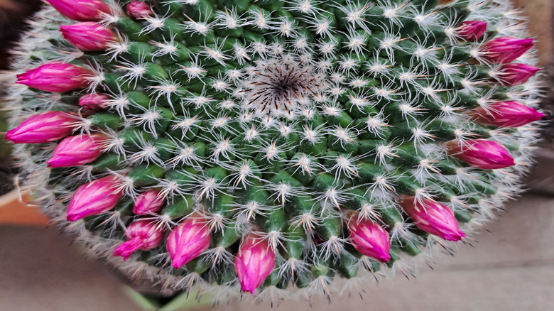 A closeup photo shows the round form and flowers of a pincushion cactus