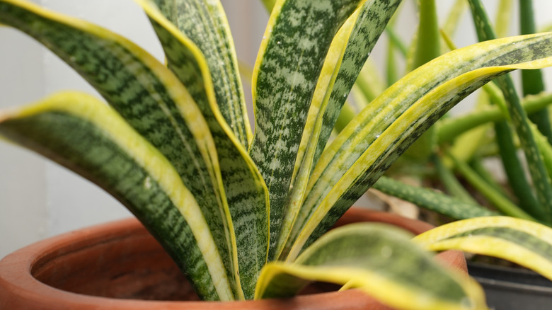 A snake plant grows in a terra cotta plant indoors