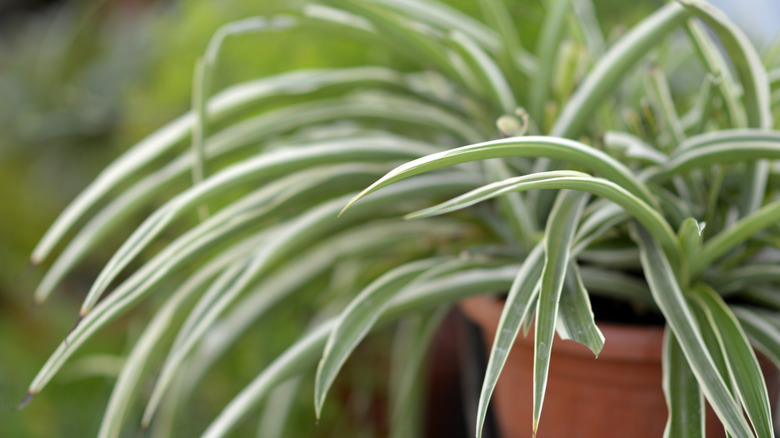 A spider plant is pictured growing in a terra cotta pot
