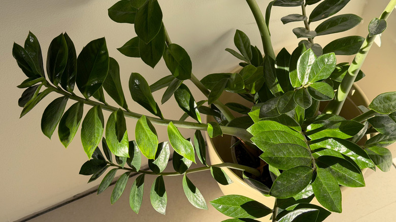 A ZZ plant, photographed from the top, grows in a pot indoors
