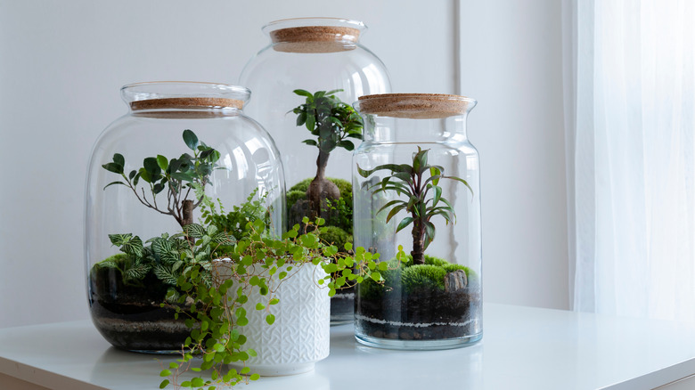 Set of terrariums on table