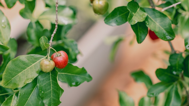 A close up of red and green hanging acerola